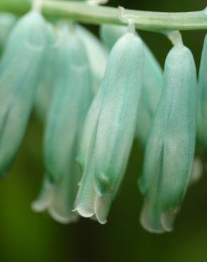 Fotografia 5 da espécie Lachenalia viridiflora no Jardim Botânico UTAD