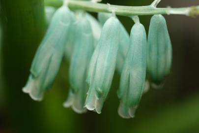 Fotografia da espécie Lachenalia viridiflora