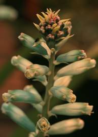 Fotografia da espécie Lachenalia viridiflora