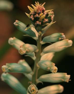 Fotografia 6 da espécie Lachenalia viridiflora no Jardim Botânico UTAD