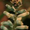 Fotografia 6 da espécie Lachenalia viridiflora do Jardim Botânico UTAD