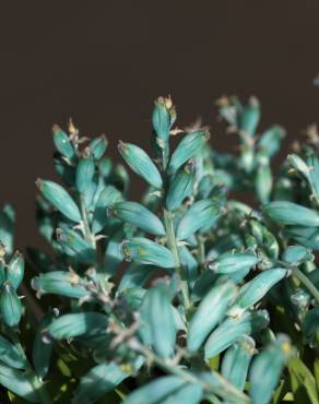 Fotografia 7 da espécie Lachenalia viridiflora no Jardim Botânico UTAD