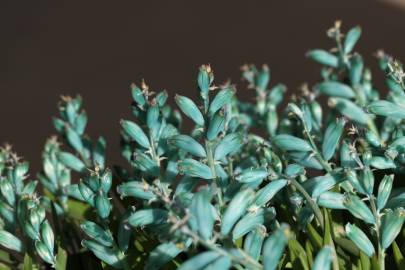 Fotografia da espécie Lachenalia viridiflora