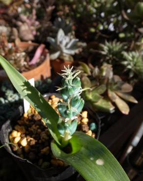 Fotografia 8 da espécie Lachenalia viridiflora no Jardim Botânico UTAD