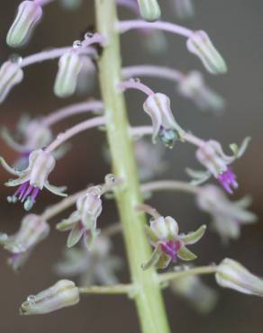 Fotografia 1 da espécie Drimia indica no Jardim Botânico UTAD