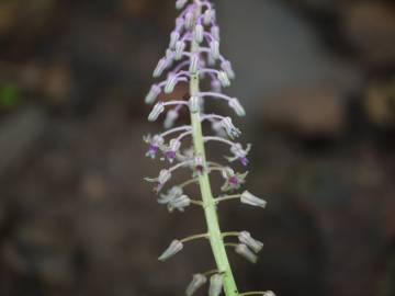 Fotografia da espécie Drimia indica