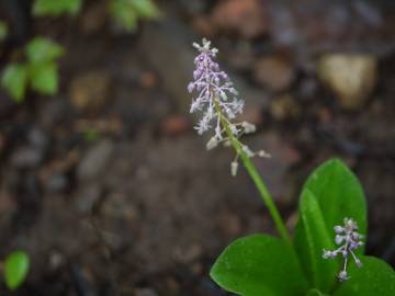 Fotografia da espécie Drimia indica