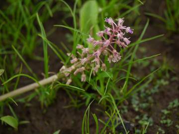 Fotografia da espécie Drimia indica