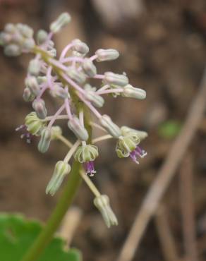 Fotografia 5 da espécie Drimia indica no Jardim Botânico UTAD