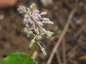 Fotografia da espécie Drimia indica