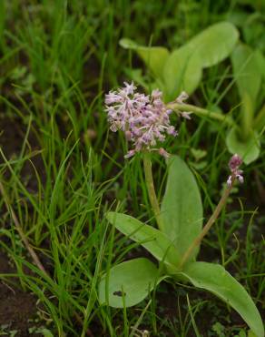 Fotografia 6 da espécie Drimia indica no Jardim Botânico UTAD