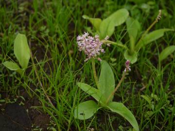 Fotografia da espécie Drimia indica