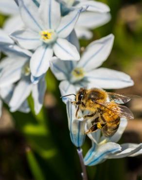 Fotografia 6 da espécie Puschkinia scilloides no Jardim Botânico UTAD