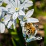 Fotografia 6 da espécie Puschkinia scilloides do Jardim Botânico UTAD