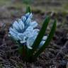 Fotografia 7 da espécie Puschkinia scilloides do Jardim Botânico UTAD