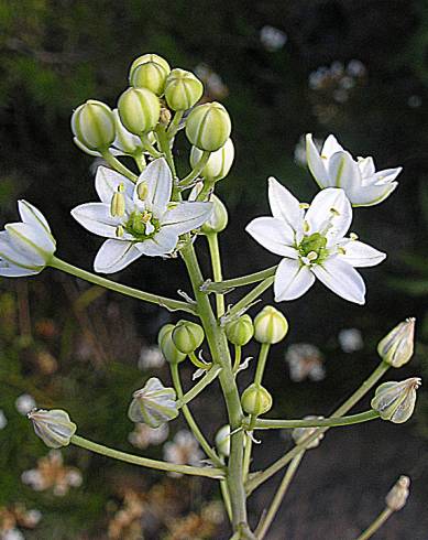 Fotografia de capa Oziroe arida - do Jardim Botânico