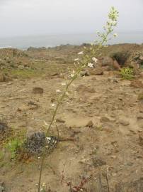 Fotografia da espécie Oziroe biflora