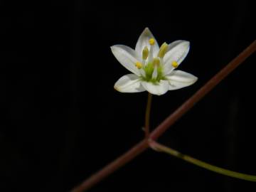 Fotografia da espécie Oziroe biflora