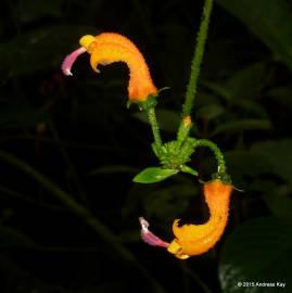 Fotografia da espécie Centropogon baezanus