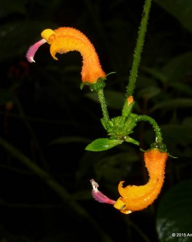 Fotografia de capa Centropogon baezanus - do Jardim Botânico