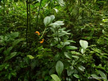 Fotografia da espécie Centropogon baezanus