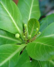 Fotografia da espécie Brighamia insignis