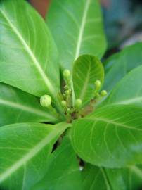 Fotografia da espécie Brighamia insignis