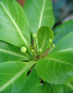 Fotografia 1 da espécie Brighamia insignis no Jardim Botânico UTAD