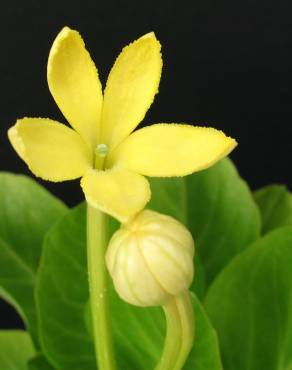 Fotografia 5 da espécie Brighamia insignis no Jardim Botânico UTAD