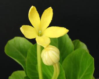 Fotografia da espécie Brighamia insignis