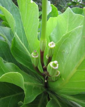 Fotografia 6 da espécie Brighamia insignis no Jardim Botânico UTAD