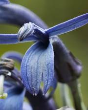 Fotografia da espécie Lobelia hypoleuca