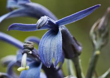 Fotografia da espécie Lobelia hypoleuca