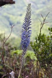 Fotografia da espécie Lobelia hypoleuca