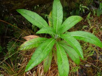 Fotografia da espécie Lobelia hypoleuca