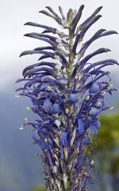 Fotografia da espécie Lobelia hypoleuca