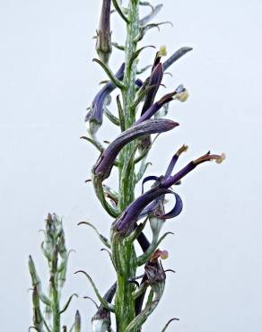 Fotografia 6 da espécie Lobelia hypoleuca no Jardim Botânico UTAD