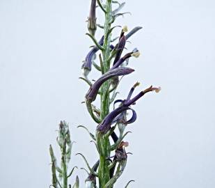 Fotografia da espécie Lobelia hypoleuca