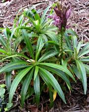 Fotografia da espécie Lobelia niihauensis