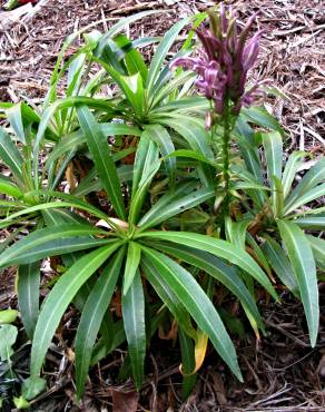 Fotografia 1 da espécie Lobelia niihauensis no Jardim Botânico UTAD