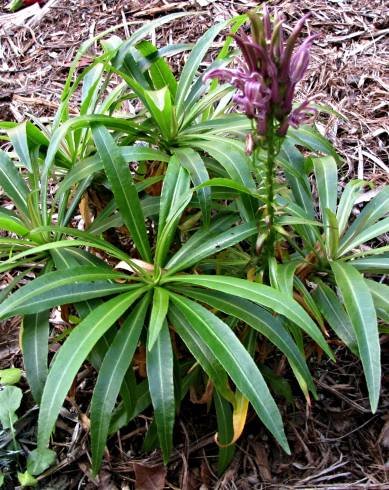 Fotografia de capa Lobelia niihauensis - do Jardim Botânico