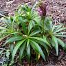 Fotografia 1 da espécie Lobelia niihauensis do Jardim Botânico UTAD