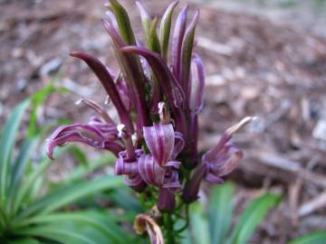 Fotografia da espécie Lobelia niihauensis