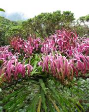 Fotografia da espécie Trematolobelia macrostachys