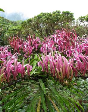 Fotografia 1 da espécie Trematolobelia macrostachys no Jardim Botânico UTAD