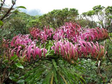 Fotografia da espécie Trematolobelia macrostachys