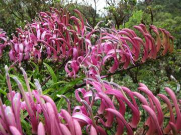 Fotografia da espécie Trematolobelia macrostachys