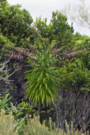 Fotografia da espécie Trematolobelia kauaiensis