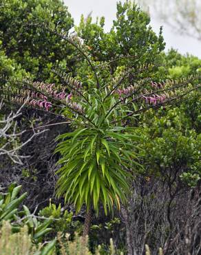 Fotografia 1 da espécie Trematolobelia kauaiensis no Jardim Botânico UTAD