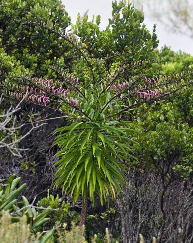 Fotografia de capa Trematolobelia kauaiensis - do Jardim Botânico